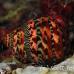 shell_nr_h_0705_png0964.jpg